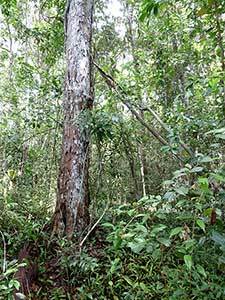 Pernambuco tree